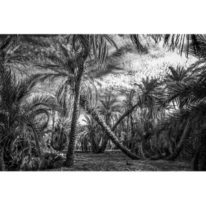 La danse des palmiers